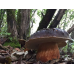 Мицелий Белого гриба темно-бронзового (Boletus aereus)